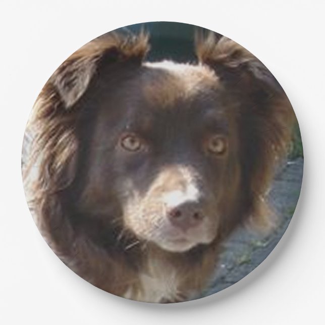 Assiettes En Carton Miniature American Shepherrd Red Tri (Devant)