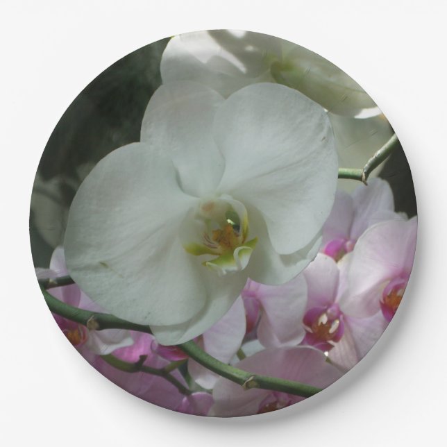 Assiettes En Carton Orchidées blanches et violettes (Devant)