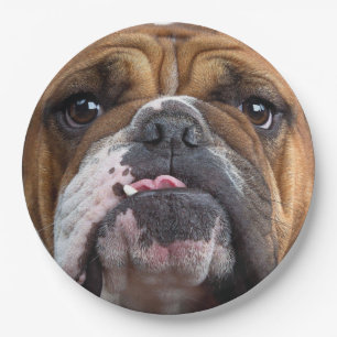 Assiettes En Carton Oreillers à lancer de Bulldog anglais