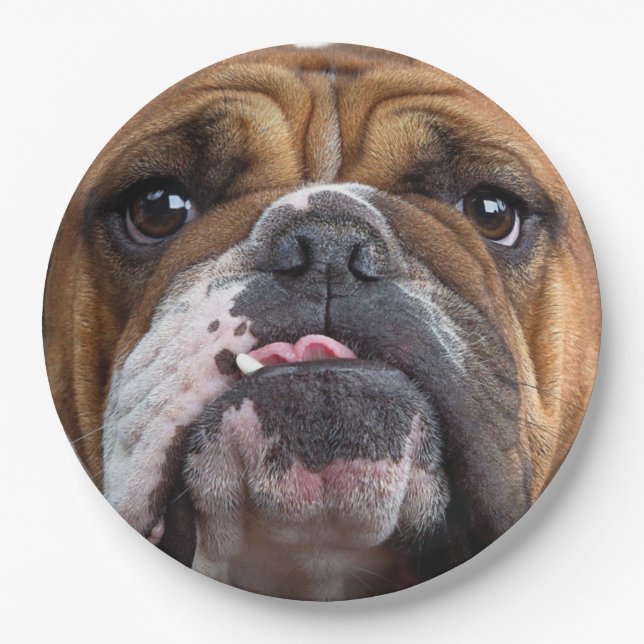 Assiettes En Carton Oreillers à lancer de Bulldog anglais (Devant)