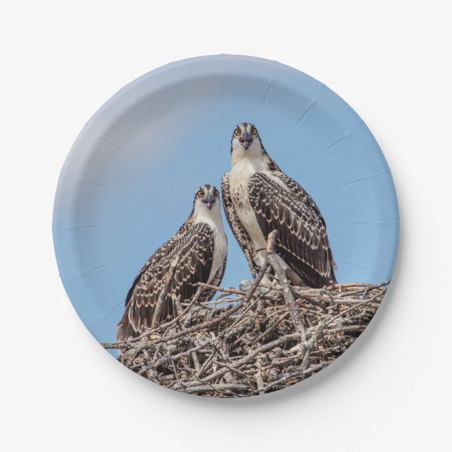 Assiettes En Carton Osprey juvénile dans le nid (Devant)