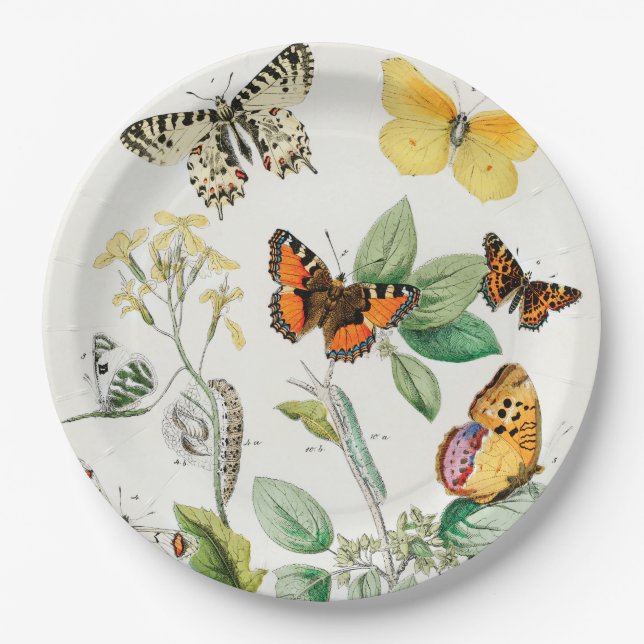 Assiettes En Carton Papillons, Caterpillar, William Forsell Kirby (Devant)