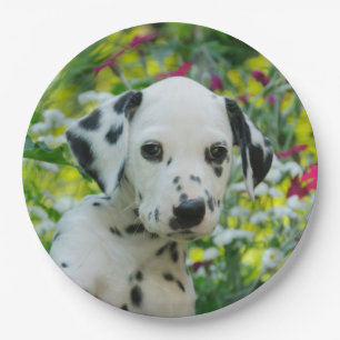 Assiettes En Carton Partie heureuse de chien de portrait mignon