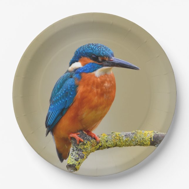 Assiettes En Carton Perching Kingfisher (Devant)