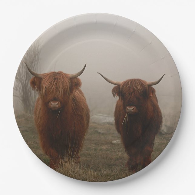Assiettes En Carton Photo de brouillard de bovins Highland (Devant)