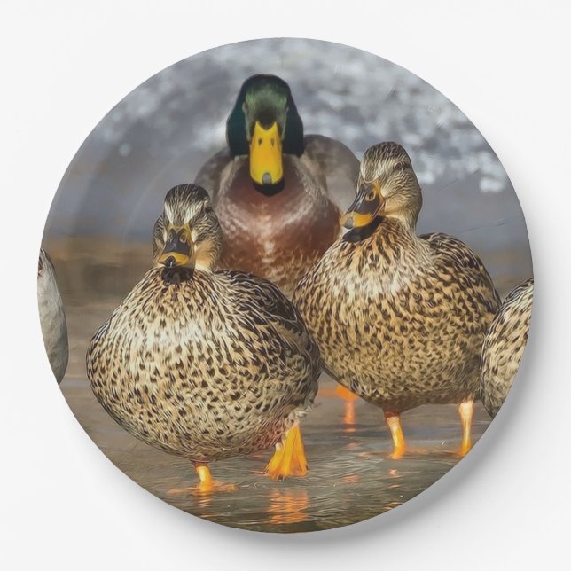 Assiettes En Carton Photo de la faune de Mallard Ducks (Devant)