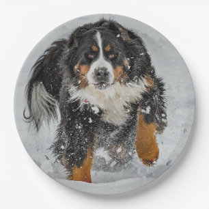 Assiettes En Carton Photo de neige du chien de montagne bernois