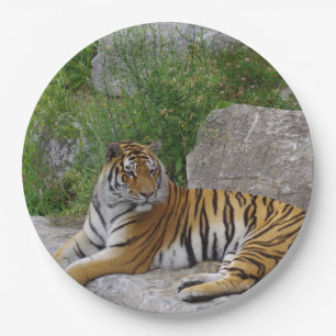 Assiettes En Carton Photo de portrait d'un tigre de Sibérie