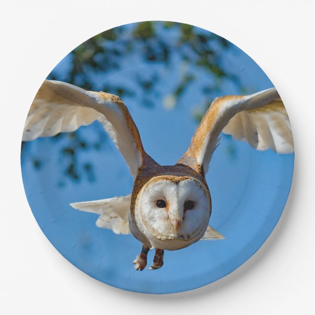 Assiettes En Carton Photo de vol de Barn Owl (Devant)