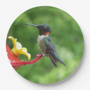 Assiettes En Carton Photographie d'oiseau Colibri à gorge rubis