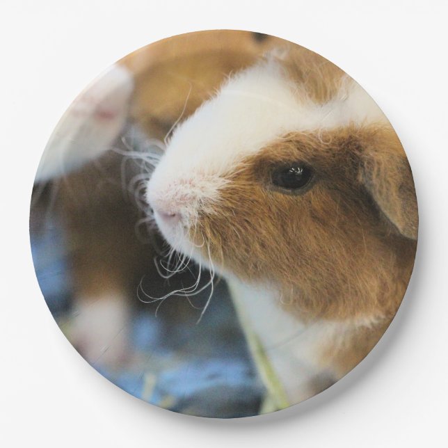 Assiettes En Carton Piggy (Devant)