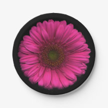 Plantes sur la marguerite rose de plats
