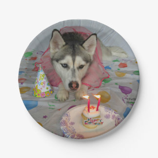 Assiettes En Carton Plaque d'anniversaire Cuisine Sibérienne Husky