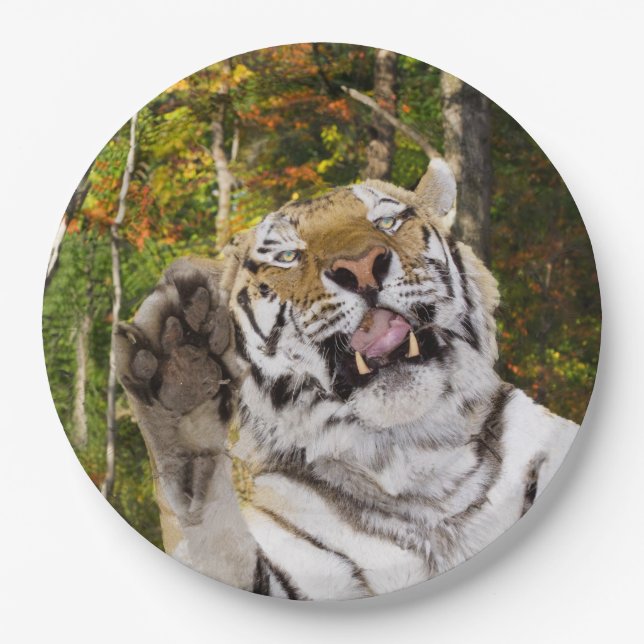 Assiettes En Carton Plaque de fête d'anniversaire (Devant)