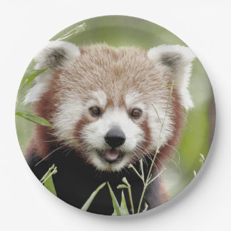 Assiettes En Carton Plaque de papier photo panda rouge. Panda roux.Ani