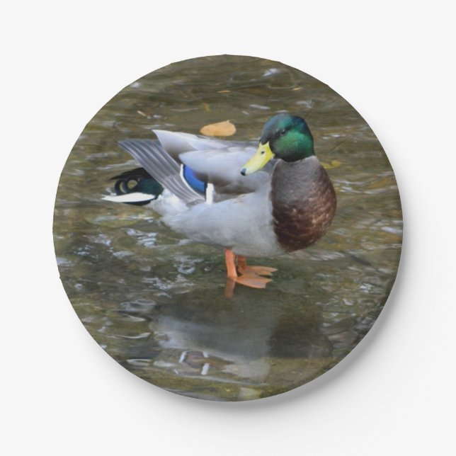 Assiettes En Carton Plaque de papier pour canard à colle (mâle) (Devant)