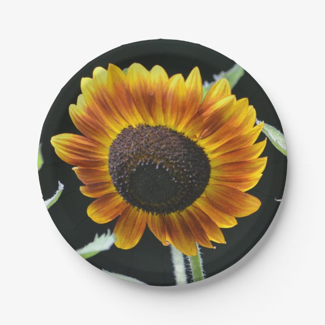 Assiettes En Carton Plaque de papier tournesol brillante (Devant)
