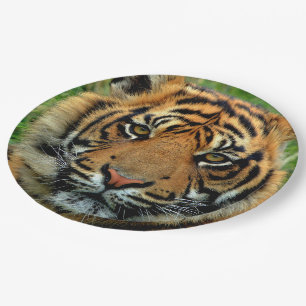Assiettes En Carton Plaques à papier de tigre