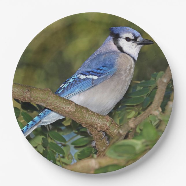 Assiettes En Carton Plaques de papier bleu Jay (Devant)