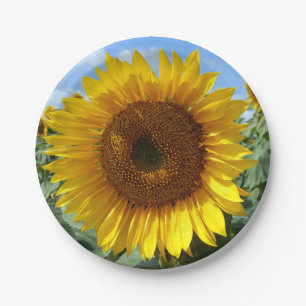 Assiettes En Carton Plaques de papier tournesol