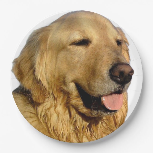 Assiettes En Carton Plaques papier Golden Retriever (Devant)