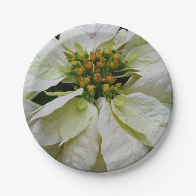 Assiettes En Carton Poinsettia Elegant Christmas Holiday Floral (Devant)