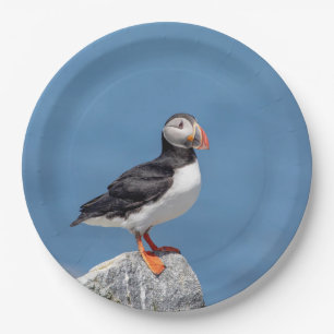 Assiettes En Carton Puffin Atlantique en Machias, Maine