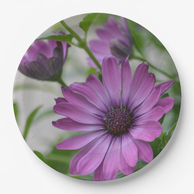 Assiettes En Carton Purple Daisy (Devant)