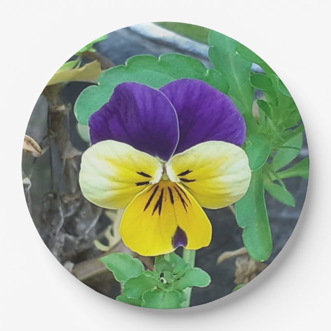 Assiettes En Carton Purple et Yellow Pany (Devant)
