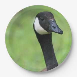 Assiettes En Carton Quoi ?