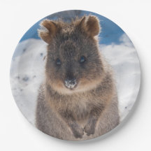 Quokka sur la plage Australie, Photo d'animal mign