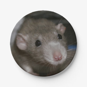 Assiettes En Carton Rat curieux