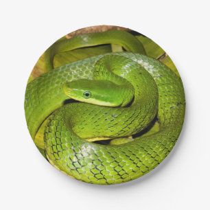 Assiettes En Carton Serpent de rat vert de Bush