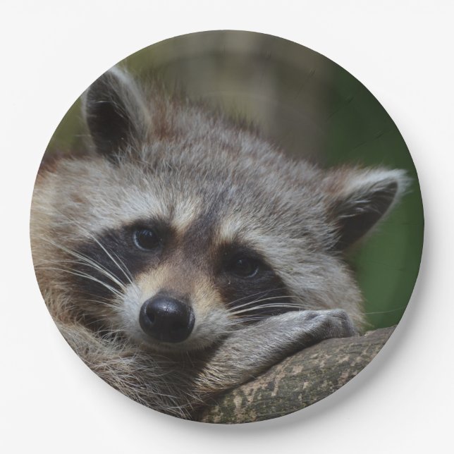 Assiettes En Carton Sleepy Cute Raccoon (Devant)