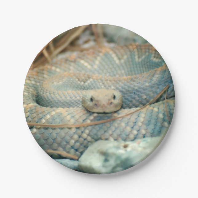 Assiettes En Carton Snake (Devant)