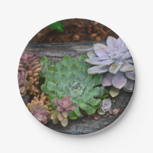 Assiettes En Carton Succulents Sur Plaque En Bois Chaud