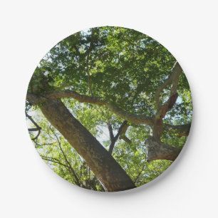 Assiettes En Carton Sycamore Tree Nature verte