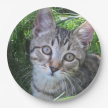 Tabby Gris