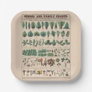 Assiettes En Carton Tableau scolaire botanique antique de la nature vi