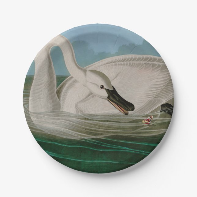 Assiettes En Carton Trumpeter Swan Birds of America Audubon Print (Devant)