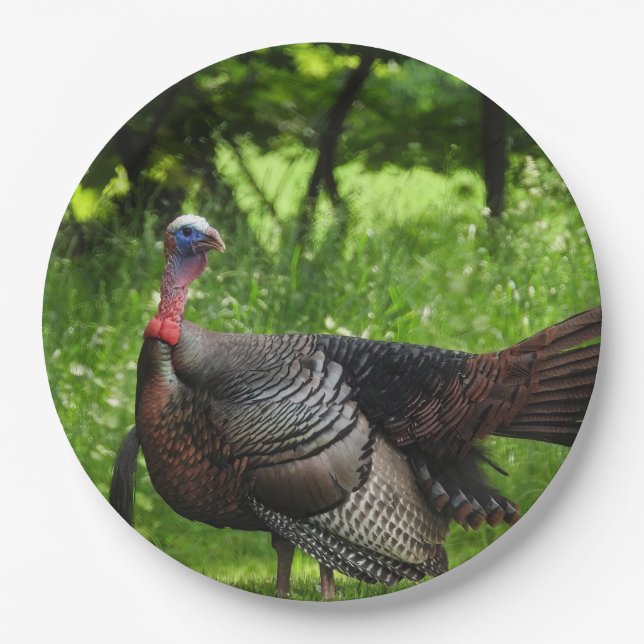 Assiettes En Carton Turquie sauvage mâle mature Afficher des plumes (Devant)