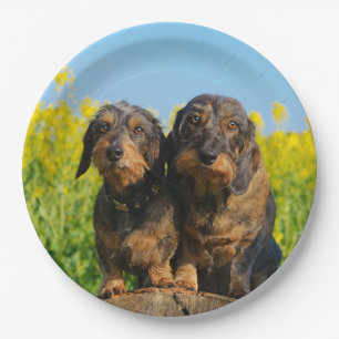 Assiettes En Carton Two Cute Dachshunds Dogs Dackel Friends Pet Photo