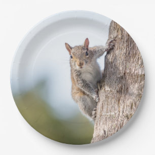 Assiettes En Carton Vous regarder ! Plaques à papier d'écureuil