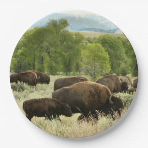 Assiettes En Carton Wyoming Bison Nature Animal Photographie