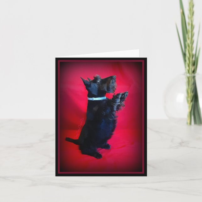 Assis Jolie (Devant)