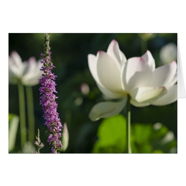 Associés (Devant horizontal)