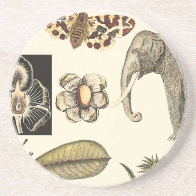 Assorted Animals Painted on Cream Background Coaster (Front)