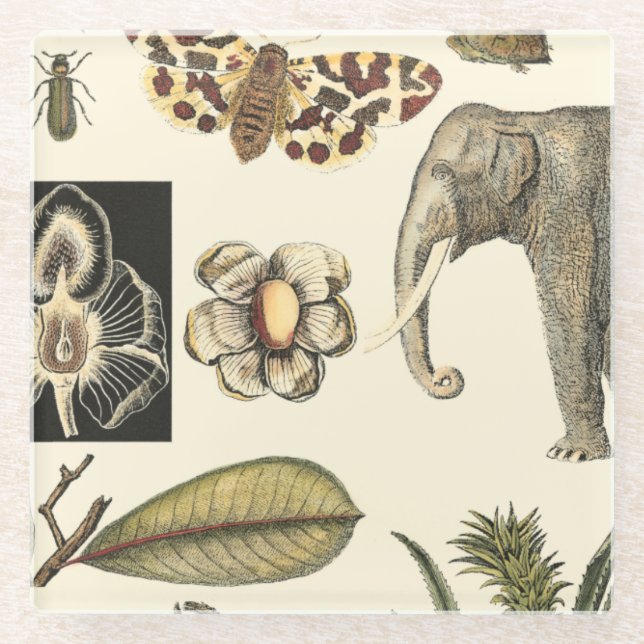 Assorted Animals Painted on Cream Background Glass Coaster (Front)