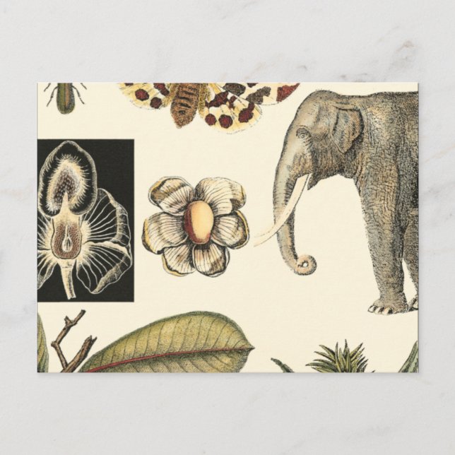Assorted Animals Painted on Cream Background Postcard (Front)