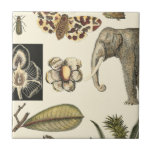 Assorted Animals Painted on Cream Background Tile<br><div class="desc">The wonders of nature are shown in this piece by Vision Studio. Creepy insects mix with an elephant,  butterfly and other assorted animals. If you love nature this is the print for you!</div>